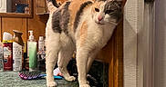 Carla is registered to the contest to win money with this photo: cat, calico_cat, countertop, bathroom, mirror, reflection, human_face, toiletries, hairbrush, wooden_cabinet, wall, bottle, pump_bottle, spray_can, curious, pet, indoor, feline, animal, domestic