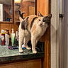 cat, calico_cat, countertop, bathroom, mirror, reflection, human_face, toiletries, hairbrush, wooden_cabinet, wall, bottle, pump_bottle, spray_can, curious, pet, indoor, feline, animal, domestic