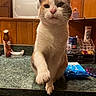 cat, pet, animal, kitchen, counter, feline, indoor, paw, orange_and_white, expression, household_items, container, green_countertop, wooden_cabinets, fur, whiskers, domestic, curious, closeup, sitting