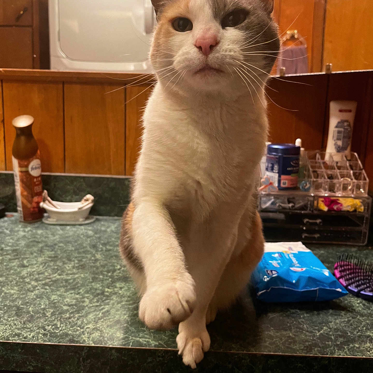 Carla joined the competition — help win amazing prizes! cat, pet, animal, kitchen, counter, feline, indoor, paw, orange_and_white, expression, household_items, container, green_countertop, wooden_cabinets, fur, whiskers, domestic, curious, closeup, sitting