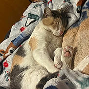 Carla is registered to the contest to win money with this photo: cat, calico, sleeping, paw, pink_paw, blanket, patterned_blanket, cozy, resting, feline, fur, soft_texture, indoor, cute, animal, pet, relaxation, closeup, warm, comfort