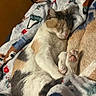 cat, calico, sleeping, paw, pink_paw, blanket, patterned_blanket, cozy, resting, feline, fur, soft_texture, indoor, cute, animal, pet, relaxation, closeup, warm, comfort