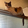cat, calico, pet, indoor, perched, shower, bathroom, frosted_glass, ceiling, window, tail, relaxed, resting, animal, feline, domestic_cat, fur, whiskers, ears, orange