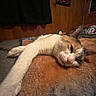 Carla joined the competition — help win amazing prizes! cat, sleeping, stretching, blanket, indoor, cozy, wooden_wall, feline, pet, relaxed, fur, animal, resting, soft_texture, mammal, cute, whiskers, home, comfort, domestic