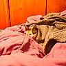 Carla joined the competition — help win amazing prizes! cat, blanket, bed, pink, wooden_wall, poster, cozy, sleepy, indoor, feline, comfort, warm_lighting, fur, resting, domestic_animal, soft_texture, relaxation, pet, animal, bedroom