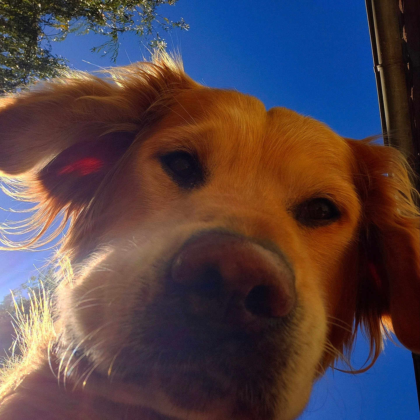 Néo participe au concours pour gagner de l'argent avec cette photo : animal, bodypart, canine, cockerspaniel, collie, dog, goldenretriever, hound, labradorretriever, mouth, person, pet, puppy, snout, terrier