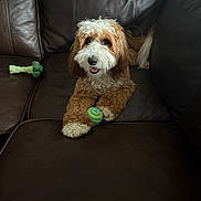 Frankie is registered to the contest to win money with this photo: dog, couch, toy, ball, brown, white, fur, pet, indoor, leather, happy, paw, curly_hair, playful, animal, resting, smiling, closeup, comfortable, living_room