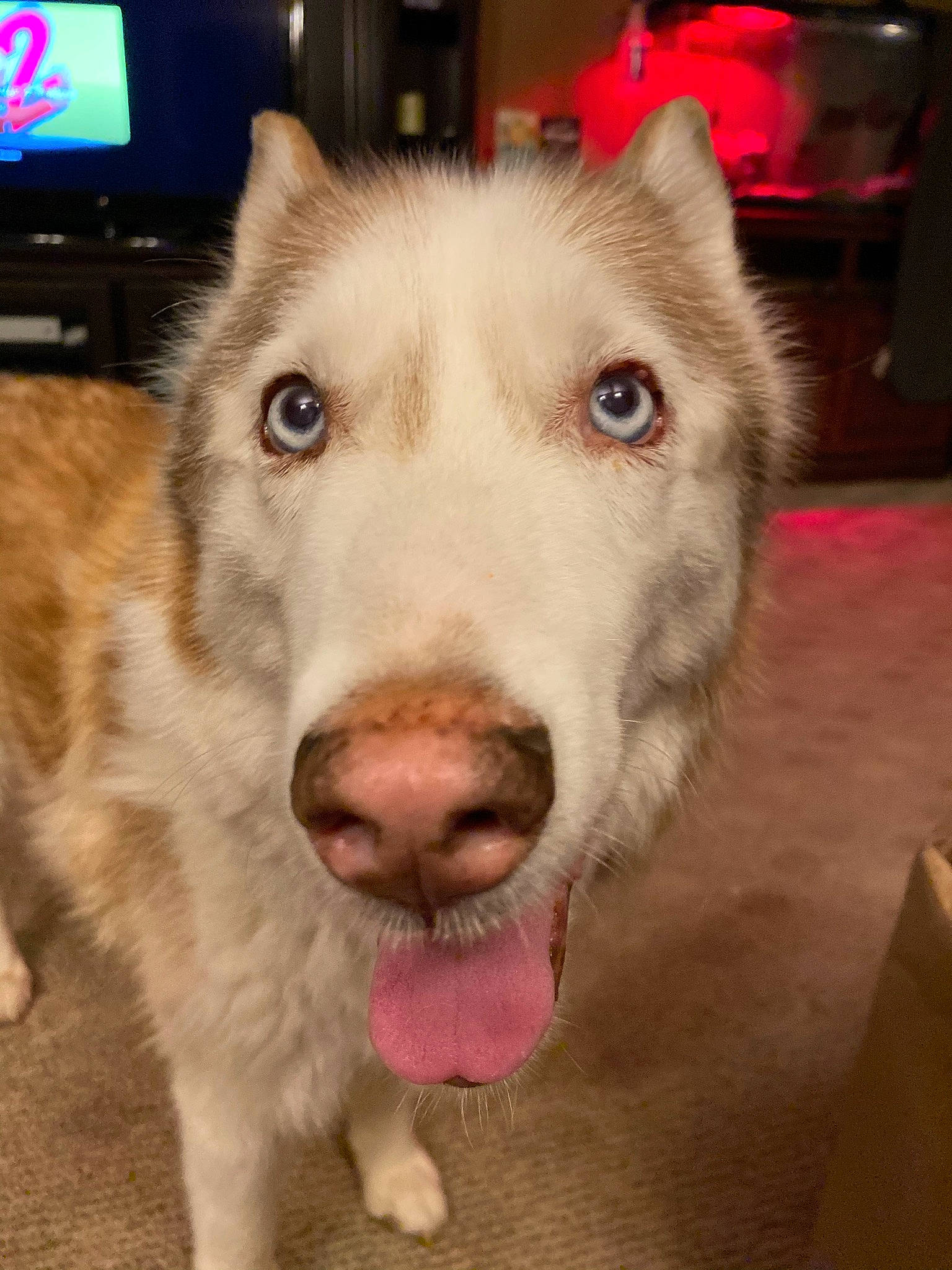 Kida is registered to the contest to win money with this photo: cable_television, canidae, carnivore, collar, companion_dog, dog, dog_breed, fur, head, herding_dog, jaw, led_backlit_lcd_display, siberian_husky, sled_dog, snout, sporting_group, square, television, whiskers, working_animal