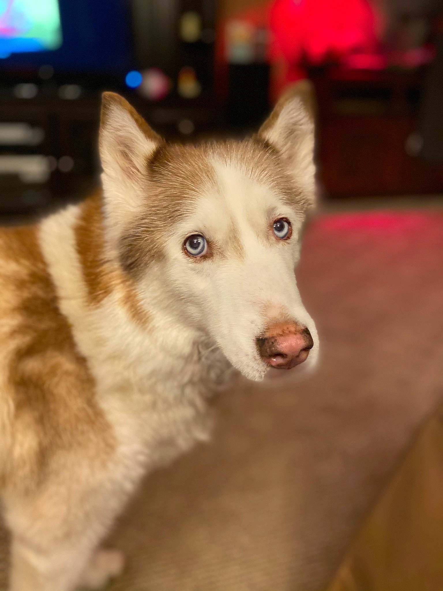 Kida joined the competition — help win amazing prizes! ancient_dog_breeds, canidae, canis, carnivore, companion_dog, dog, dog_breed, fur, jaw, non_sporting_group, sled_dog, snout, sporting_group, terrestrial_animal, whiskers, wolf, working_animal, working_dog