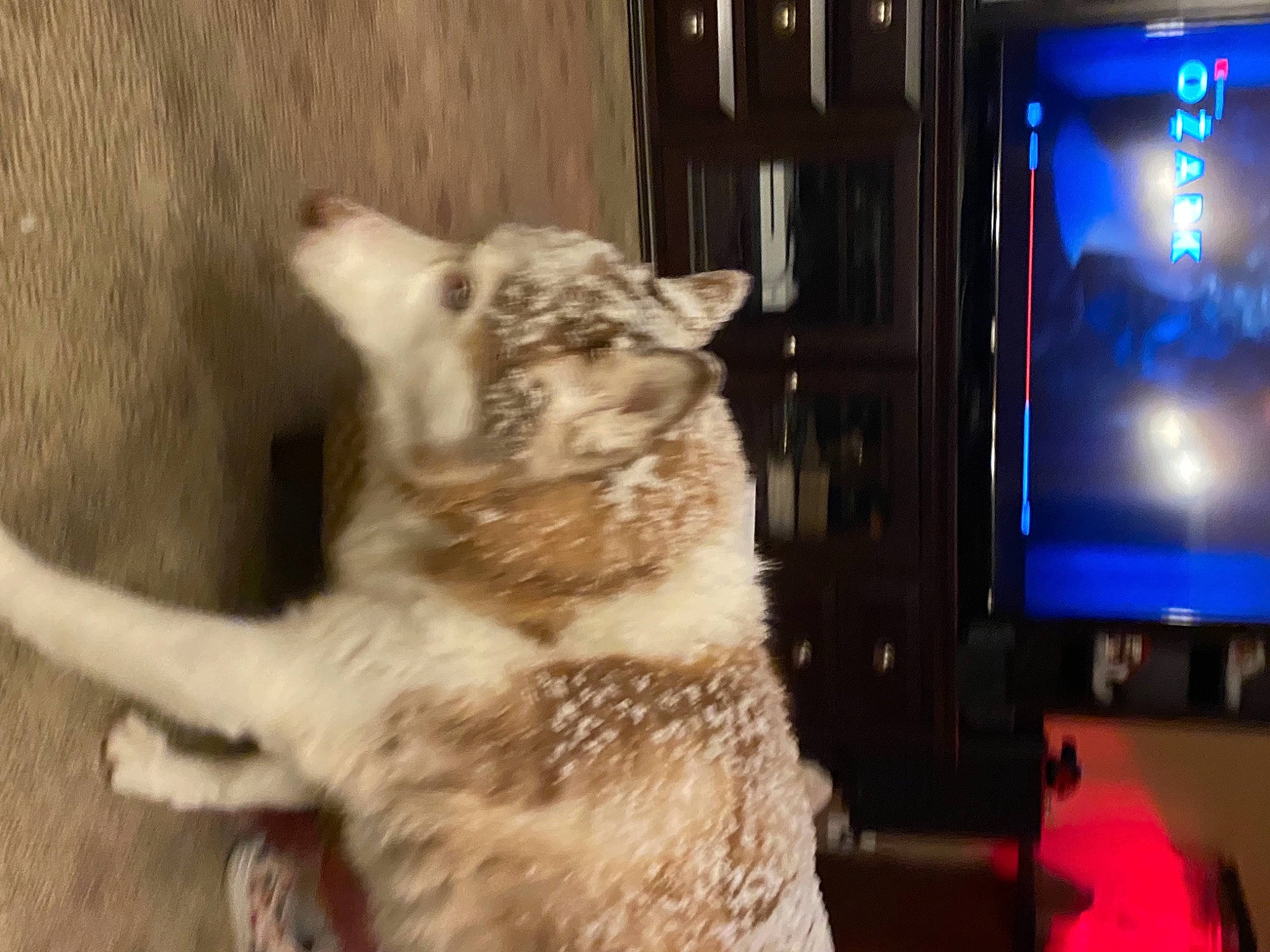 Kida joined the competition — help win amazing prizes! canidae, carnivore, claw, dog_breed, door, event, fang, fawn, felidae, fur, led_backlit_lcd_display, paw, small_to_medium_sized_cats, snout, sporting_group, tail, television, television_set, terrestrial_animal, whiskers