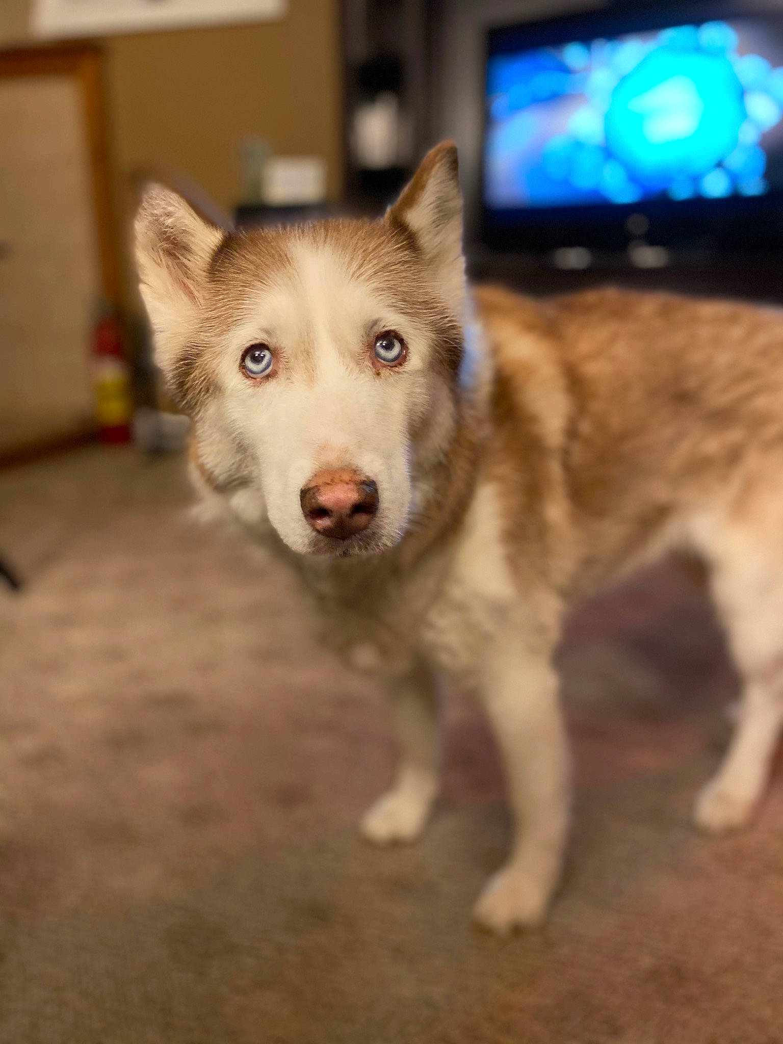 Kida joined the competition — help win amazing prizes! canidae, canis, carnivore, companion_dog, dog, dog_breed, fawn, flooring, fur, recreation, sled_dog, snout, sporting_group, television, terrestrial_animal, whiskers, wolf, wood, working_animal, working_dog