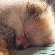 Marley a rejoint le concours — aidez-le/la à gagner de superbes lots ! animal, close_up, couch, cozy, cute, dog, domestic, fluffy, fur, green, indoors, peaceful, pet, pomeranian, puppy, relaxing, resting, sleeping, small_dog, soft_light
