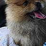 dog, puppy, pomeranian, fluffy, tongue_out, pet, animal, cute, indoor, blanket, car_interior, happy, fur, small_dog, companion, domestic_animal, mammal, face, mouth_open, sitting