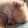 Marley a rejoint le concours — aidez-le/la à gagner de superbes lots ! animal, closeup, comfort, cozy, cushion, cute, dog, fluffy, fur, green, home, indoor, nap, pet, pomeranian, puppy, relaxation, resting, sleeping, soft