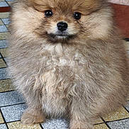 Marley participe au concours pour gagner de l'argent avec cette photo : puppy, dog, pomeranian, fluffy, cute, pet, animal, indoor, floor, tile, brown, small, adorable, fur, canine, portrait, young, looking, standing, domestic