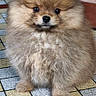puppy, dog, pomeranian, fluffy, cute, pet, animal, indoor, floor, tile, brown, small, adorable, fur, canine, portrait, young, looking, standing, domestic