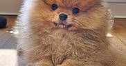 Marley participe au concours pour gagner de l'argent avec cette photo : puppy, dog, pomeranian, fluffy, cute, indoor, wooden_floor, radiator, natural_light, pet, animal, small_dog, fur, adorable, sitting, portrait, cozy, house, young_dog, companion