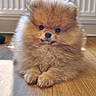 puppy, dog, pomeranian, fluffy, cute, indoor, wooden_floor, radiator, natural_light, pet, animal, small_dog, fur, adorable, sitting, portrait, cozy, house, young_dog, companion