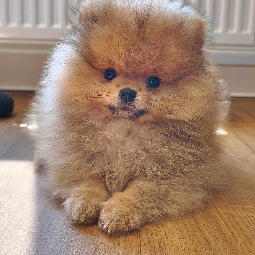 Marley