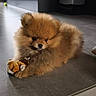 puppy, dog, pomeranian, toy, indoor, floor, shoes, sneakers, pet, cute, fluffy, animal, small, brown, fur, claws, resting, looking, domestic, home