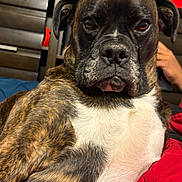 Doc joined the competition — help win amazing prizes! dog, boxer, brindle, pet, portrait, close_up, face, muzzle, nose, eyes, ears, white_chest, short_hair, serious, indoor, seated, animal, companion, red_blanket, furniture