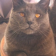 Simba a rejoint le concours — aidez-le/la à gagner de superbes lots ! amber_eyes, animal, calm, cat, close_up, cute, domestic_cat, ears, feline, fur, gray_cat, hands, holding, indoor, paws, pet, portrait, relaxed, soft_light, whiskers