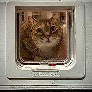 Mia is registered to the contest to win money with this photo: cat, pet_door, curious, whiskers, face, window, indoor, close_up, animal, feline, door, transparent, looking, house, home, domestic, fur, ears, nose, eye_contact