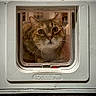 cat, pet_door, curious, whiskers, face, window, indoor, close_up, animal, feline, door, transparent, looking, house, home, domestic, fur, ears, nose, eye_contact