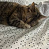 Mia joined the competition — help win amazing prizes! cat, tabby, sleeping, resting, bed, blanket, polka_dots, fur, cozy, pet, animal, domestic_cat, whiskers, ear, paw, indoor, cute, relaxation, comfort, nap