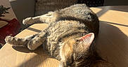Mia is registered to the contest to win money with this photo: cat, tabby, sleeping, sunlight, wooden_table, indoor, cushion, window, relaxation, pet, feline, home, cozy, domestic, animal, sunbeam, resting, quiet, comfortable, peaceful