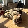 cat, tabby, sleeping, sunlight, wooden_table, indoor, cushion, window, relaxation, pet, feline, home, cozy, domestic, animal, sunbeam, resting, quiet, comfortable, peaceful