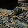 Mia joined the competition — help win amazing prizes! cat, tabby_cat, indoor, rug, patterned_rug, furniture, floor, relaxed, pet, animal, curious, lying_down, home, cozy, domestic_cat, striped_cat, carpet, living_room, cute, resting