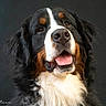 dog, bernese_mountain_dog, pet, animal, portrait, black_background, tricolor, fluffy_fur, tongue_out, cute, mammal, companion, friendly, canine, looking_up, indoor, close_up, studio, photography, animal_portrait