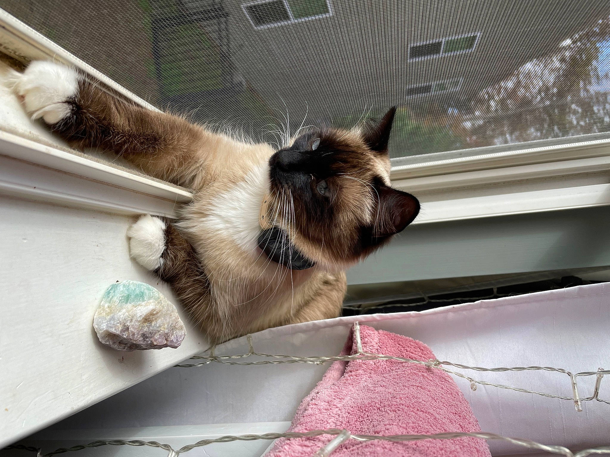 Satoshi joined the competition — help win amazing prizes! birman, carnivore, cat, claw, comfort, dog_breed, domestic_short_haired_cat, fawn, felidae, fur, siamese, small_to_medium_sized_cats, snout, tail, terrestrial_animal, thai, tints_and_shades, whiskers, window, windshield