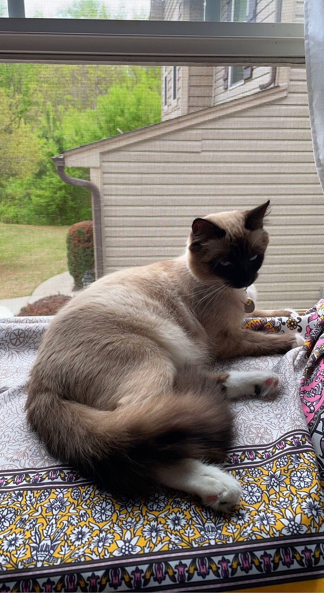 Satoshi joined the competition — help win amazing prizes! balinese, carnivore, cat, domestic_short_haired_cat, fawn, felidae, fur, plant, siamese, small_to_medium_sized_cats, snout, tail, terrestrial_animal, thai, tree, whiskers, wildlife, window