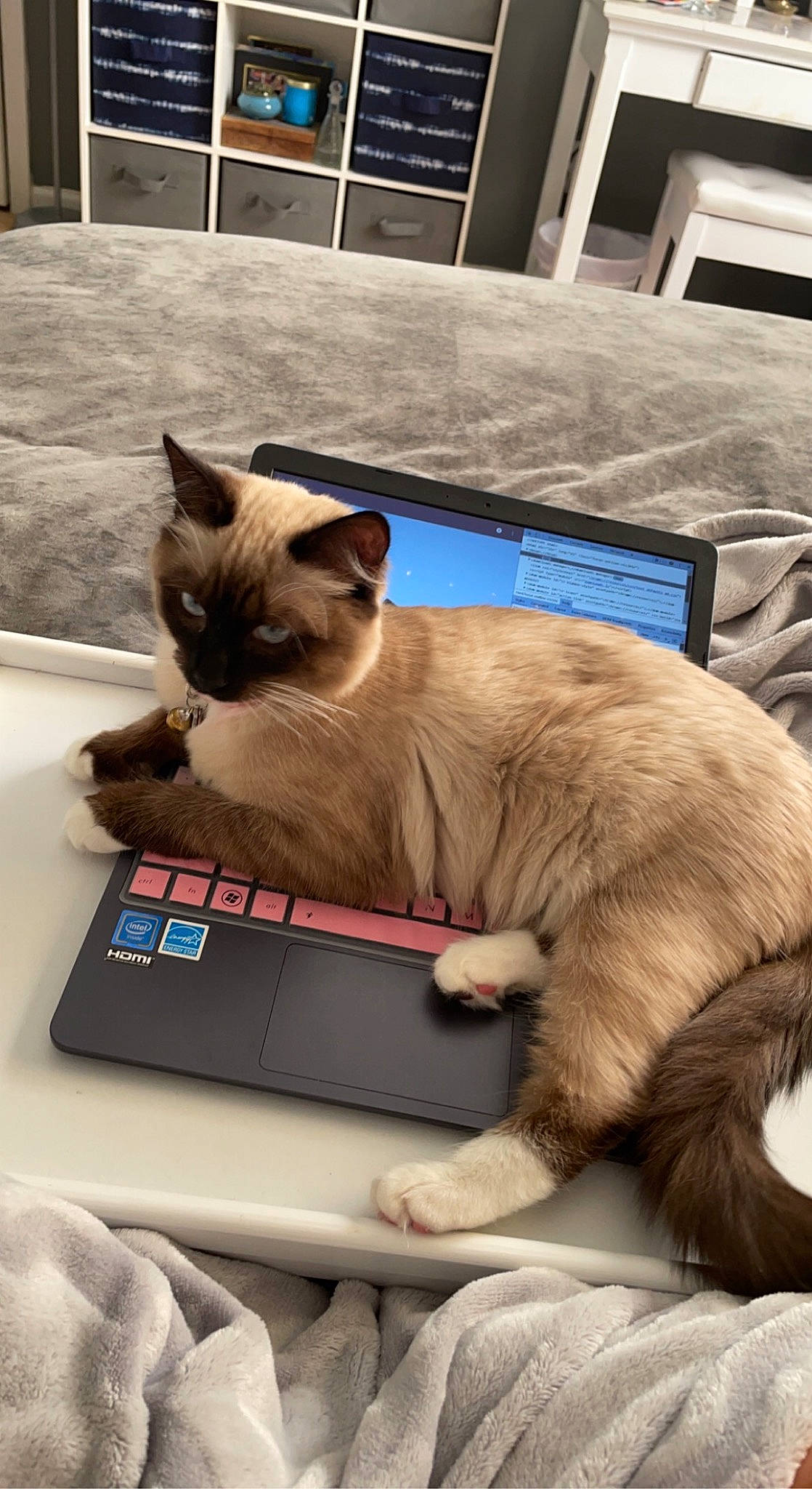 Satoshi joined the competition — help win amazing prizes! carnivore, cat, comfort, computer, fawn, felidae, fur, input_device, laptop, office_equipment, output_device, personal_computer, siamese, small_to_medium_sized_cats, tail, thai, tonkinese, touchpad, whiskers, window