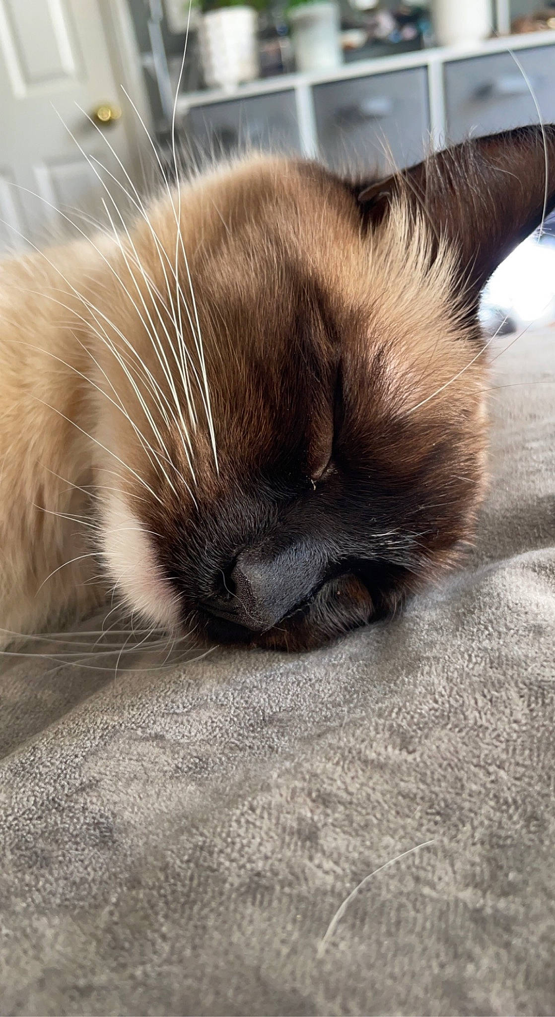 Satoshi joined the competition — help win amazing prizes! carnivore, cat, claw, comfort, domestic_short_haired_cat, eye, fawn, felidae, flooring, fur, iris, nap, paw, siamese, small_to_medium_sized_cats, snout, tail, thai, whiskers, wildlife