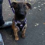 Albie joined the competition — help win amazing prizes! puppy, dog, brindle, harness, leash, sidewalk, pavement, leaves, outdoor, pet, canine, street, walking, young_dog, curious, sitting, eyes, snout, fur, person