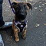 puppy, dog, brindle, harness, leash, sidewalk, pavement, leaves, outdoor, pet, canine, street, walking, young_dog, curious, sitting, eyes, snout, fur, person