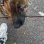 Albie joined the competition — help win amazing prizes! dog, stick, pavement, harness, close_up, outdoor, pet, canine, brown_fur, white_shoes, person, footwear, street, walking, animal, playful, snout, eyes, leash, human