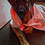 Albie is registered to the contest to win money with this photo: puppy, dog, blanket, carpet, indoor, pet, cozy, cute, brown, fur, paw, animal, looking_up, snuggled, soft, warm_lighting, domestic, young_dog, resting, companion