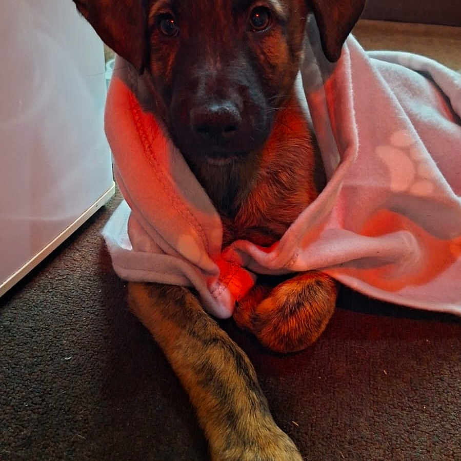Albie is registered to the contest to win money with this photo: animal, blanket, brown, carpet, companion, cozy, cute, dog, domestic, fur, indoor, looking_up, paw, pet, puppy, resting, snuggled, soft, warm_lighting, young_dog