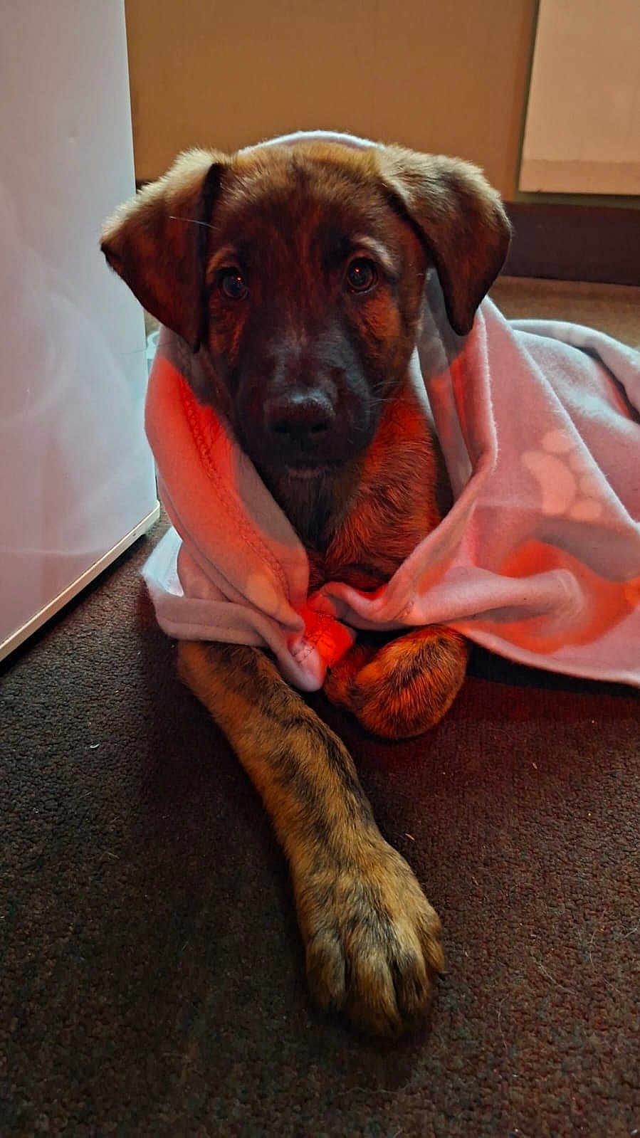 Albie is registered to the contest to win money with this photo: puppy, dog, blanket, carpet, indoor, pet, cozy, cute, brown, fur, paw, animal, looking_up, snuggled, soft, warm_lighting, domestic, young_dog, resting, companion