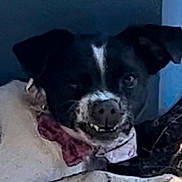 Rosie is registered to the contest to win money with this photo: animal, black_and_white, bow_tie, canine, closeup, collar, cute, dog, domestic_animal, ears, expression, face, fur, indoor, muzzle, pet, playful, portrait, smiling, teeth