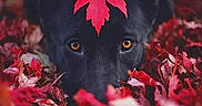Meicka a rejoint le concours — aidez-le/la à gagner de superbes lots ! autumn, black_dog, brown_eyes, close_up, color_contrast, cozy, dog, fall_foliage, ground_level, leaf_on_head, leaves, nature, outdoor, pet, portrait, red_leaf, screenshot, shallow_depth_of_field, staring, vignette