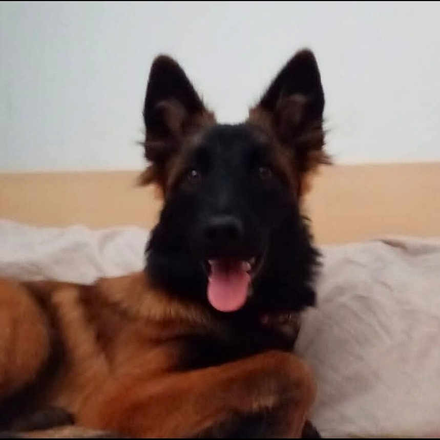 Meicka participe au concours pour gagner de l'argent avec cette photo : animal, bed, canine, companion, couch, cute, dog, domestic_animal, ears_up, friendly, fur, german_shepherd, indoor, looking_at_camera, lying_down, mammal, pet, portrait, relaxed, tongue_out