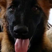 Meicka a rejoint le concours — aidez-le/la à gagner de superbes lots ! adorable, attentive, brown_black, canine, close_up, closeup_face, companion, dog, domestic_animal, ears_up, eyes, fur, german_shepherd, indoor, mammal, nose, pet, portrait, tongue, tongue_out
