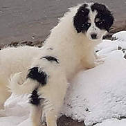 Oklaj a rejoint le concours — aidez-le/la à gagner de superbes lots ! bucovina_shepherd_dog, canidae, carnivore, dog, dog_breed, karakachan_dog, landseer, livestock_guardian_dog, mammal, moscow_watchdog, mucuchies, puppy, pyrenean_mastiff, rare_breed_dog, romanian_mioritic_shepherd_dog, sporting_group, tornjak, vertebrate