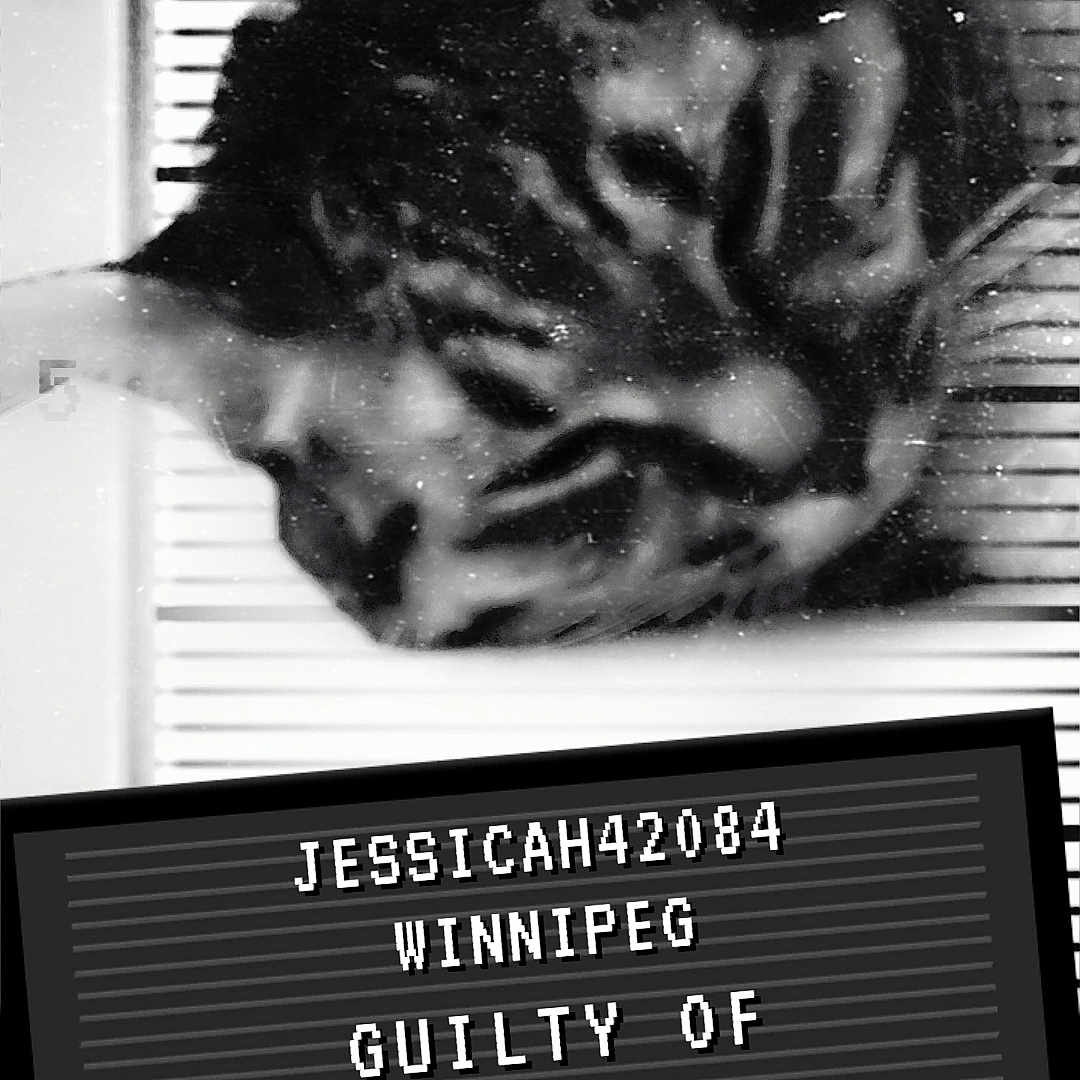 Puppet is registered to the contest to win money with this photo: advertisement, animal, art, cat, collage, computerhardware, electronics, hardware, homedecor, kitten, manx, monitor, page, paper, person, pet, poster, screen, text, window