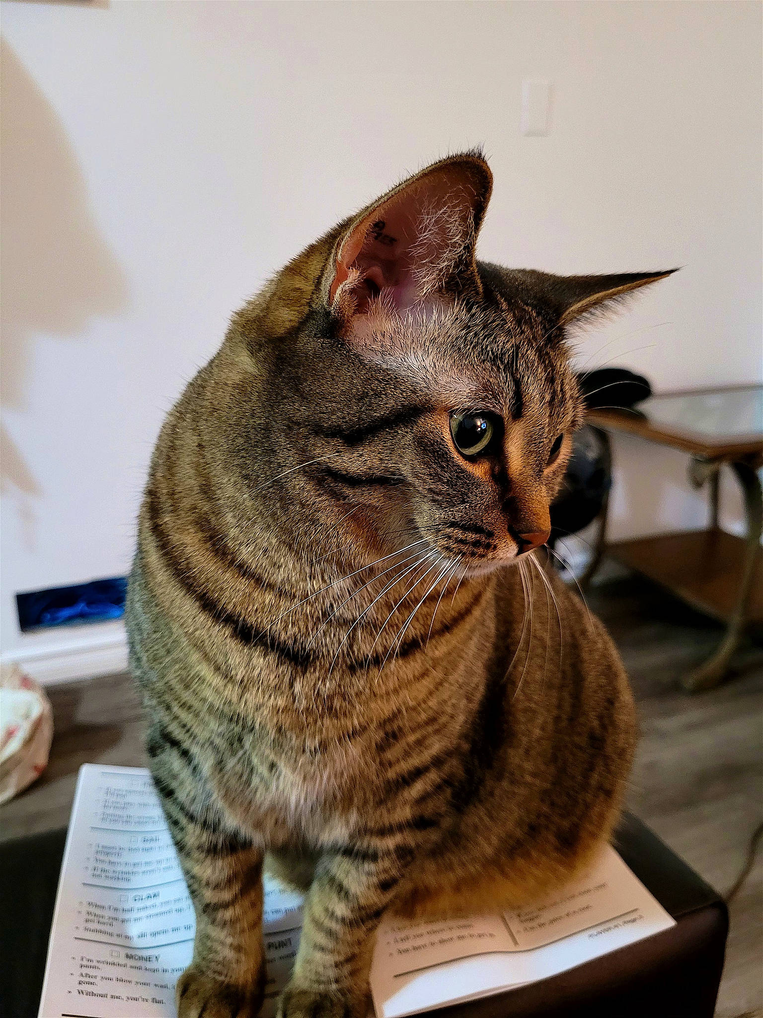 Puppet is registered to the contest to win money with this photo: art, carnivore, cat, domestic_short_haired_cat, felidae, fur, sitting, small_to_medium_sized_cats, snout, table, terrestrial_animal, whiskers, window